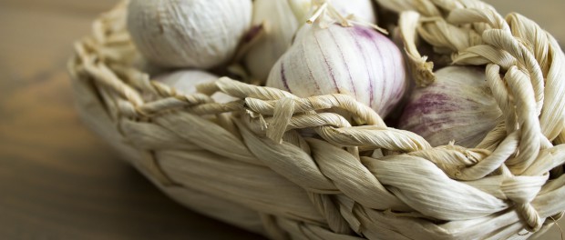 Gribok der Candiden als zu behandeln