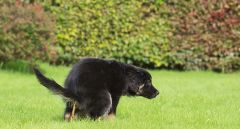 hund hat durchfall und erbrechen