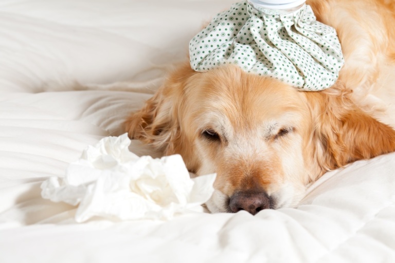 Erkältungskrankheiten beim Hund