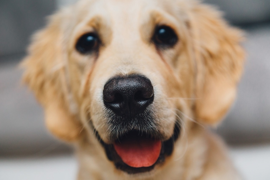 Erkältungskrankheiten beim Hund