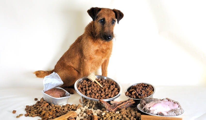Mythen Hundeernährung