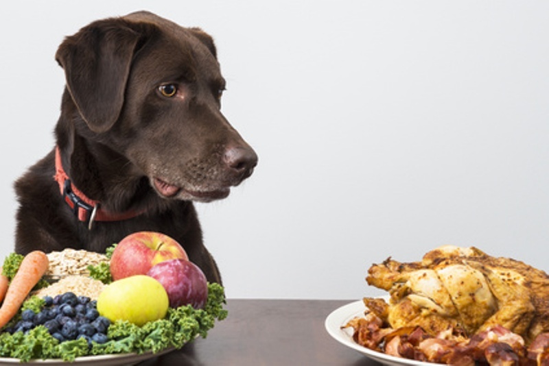 Mythen Hundeernährung