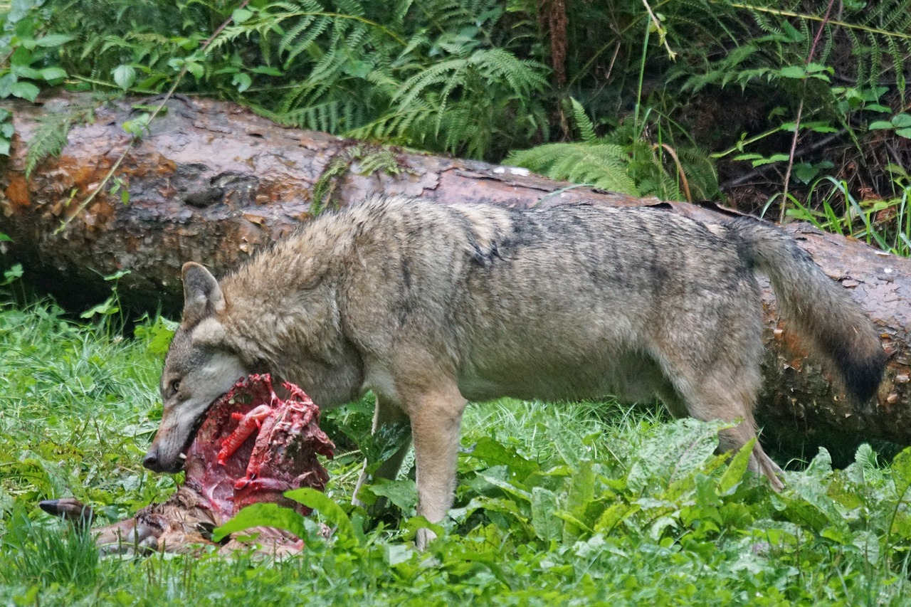 Slow Meat weil weniger mehr