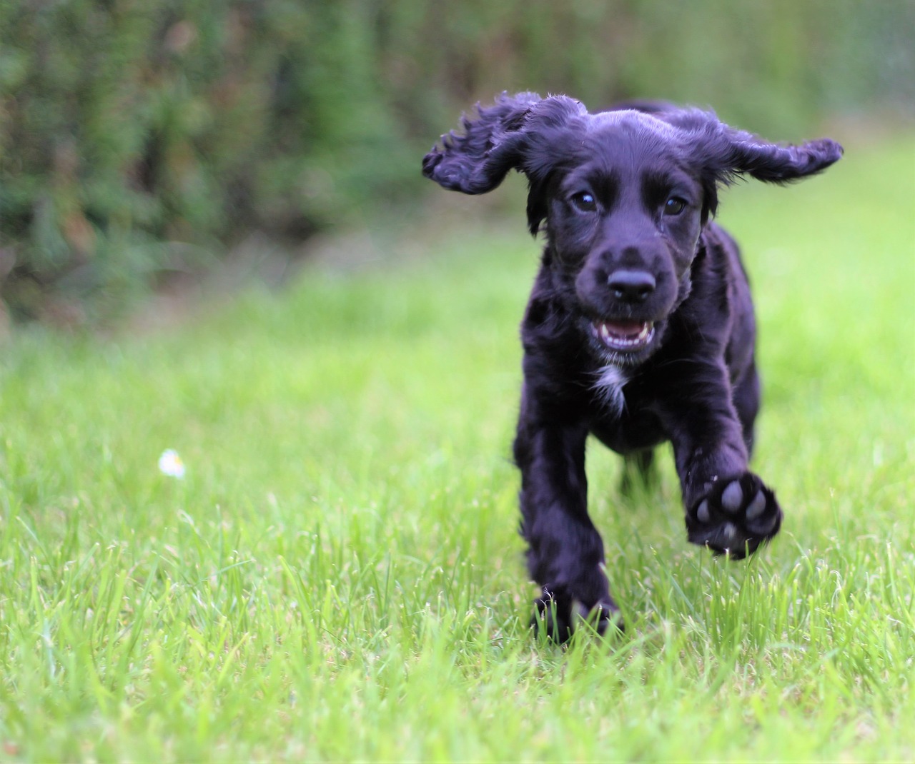 Vitamin darum deinen Hund wichtig!